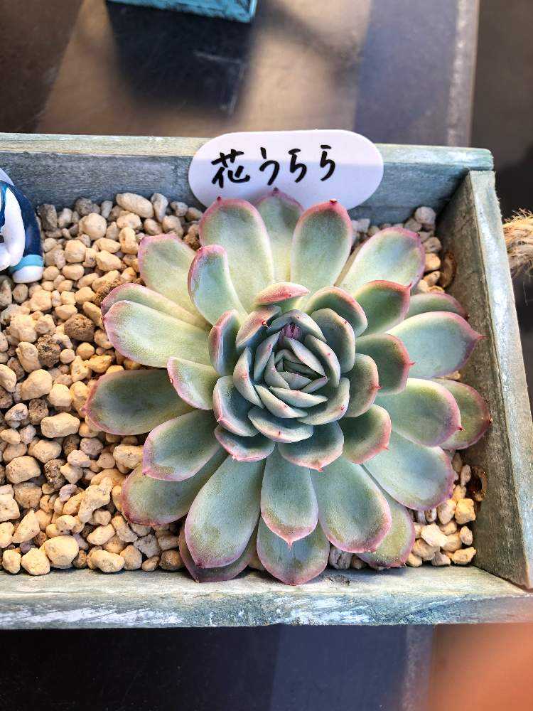 花うらら♡花芽4つ♡多肉植物