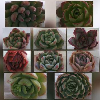 ピンクシャンペンの投稿画像一覧 Greensnap グリーンスナップ