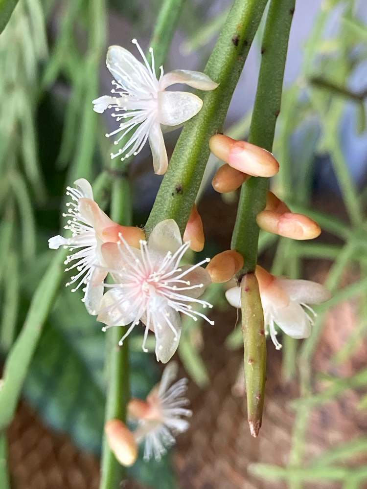 リプサリス エワルディアナの投稿画像 By Greenさん リプサリス ディッシミリスとマクラメハンガーと増やしたい とおうちの植物 とグリーンのある暮らしと緑のカーテンとつぼみとハンギングと花が見たいとリプサリス属とジャングル化計画と成長記録とお花咲いた と出た