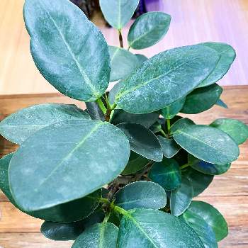 オオバンボダイジュの投稿画像一覧 Greensnap グリーンスナップ