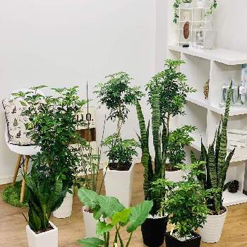 サンスベリア ゼラニカの投稿画像一覧 Greensnap グリーンスナップ