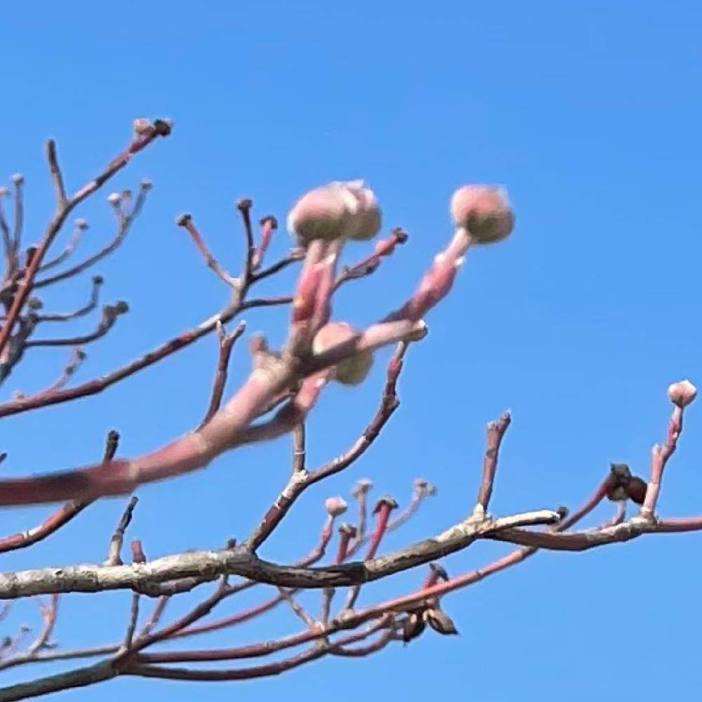 癒し の投稿画像 By リーフさん ハナミズキと街路樹とすぐ近所と花のある暮らしとかわいいと花水木の冬芽と花芽とお出かけ先と別名アメリカヤマボウシと癒し と ハナミズキと街路樹とすぐ近所と花のある暮らしとかわいいと花水木の冬芽と花芽と別名アメリカヤマボウシ