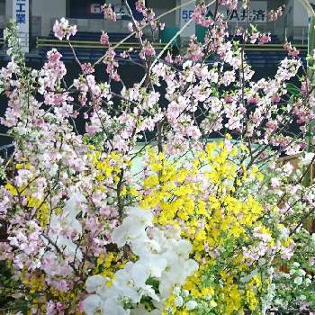 世界らん展2020の画像 by なおみ♥さん | コチョウランと桜　さくらとオンシジウムと世界らん展2020と感動！とコロナおしりペンペン( ･᷄ὢ･᷅ )とお花が可愛いと素敵❤と東京ドーム 世界のらん展 2020とコロナ消えろ‼ビーム‼