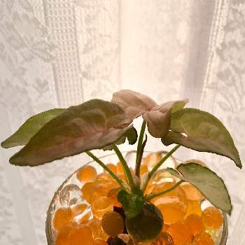 ぷよぷよボールの投稿画像一覧 Greensnap グリーンスナップ