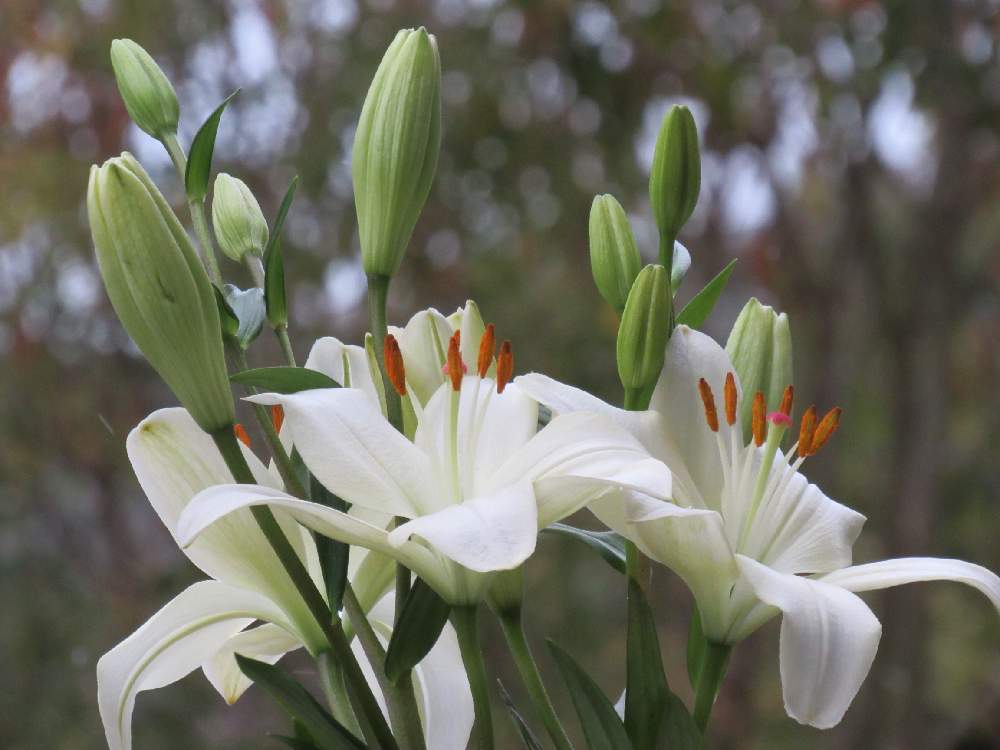 ユリの投稿画像 By 流星さん 切り花と花のある暮らしと切り花と花のある暮らし 21月1月14日 Greensnap グリーンスナップ Greensnap グリーンスナップ