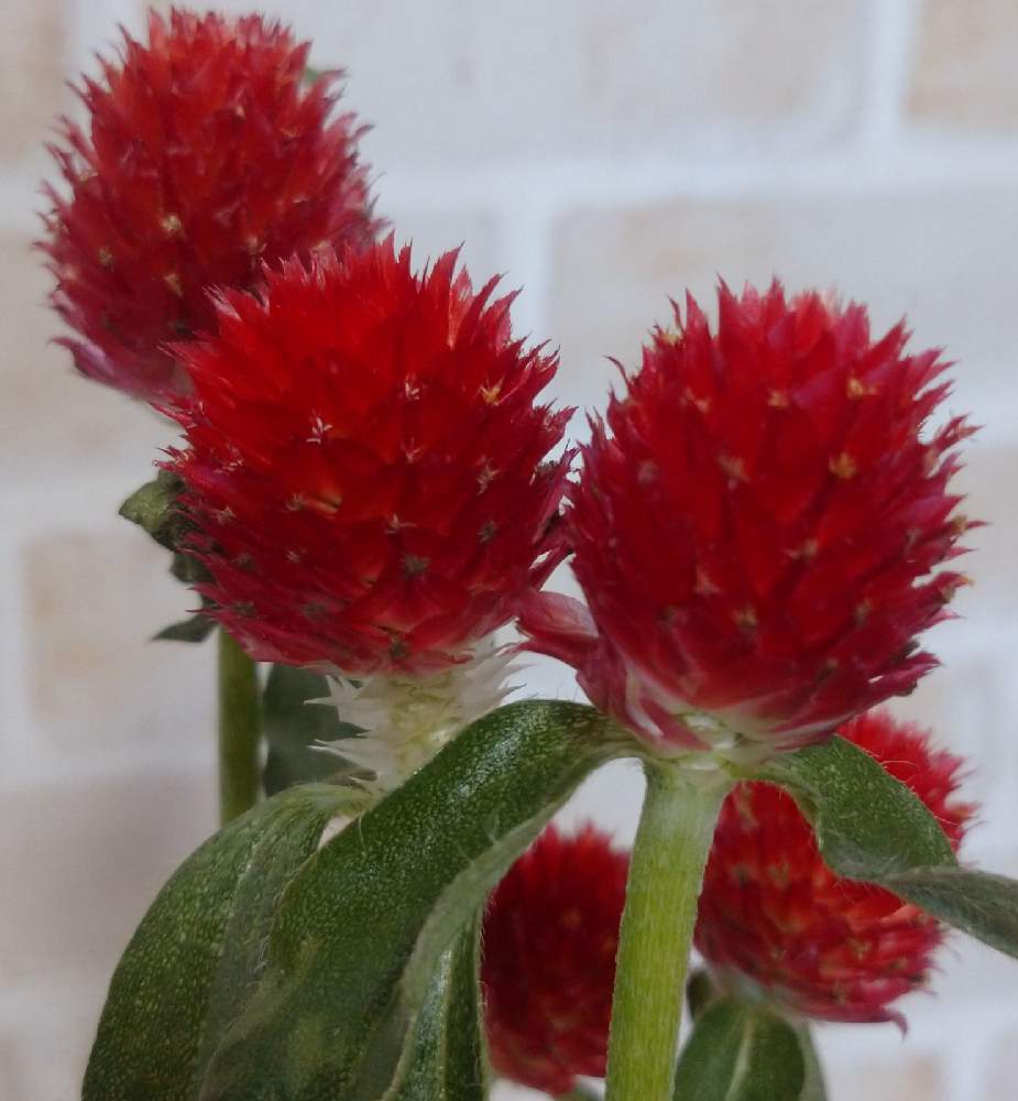 千日紅の投稿画像 By Jewelさん 紅花千日紅 ストロベリーフィールド 21月1月14日 Greensnap グリーンスナップ