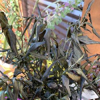 ストロビランテス ブルネッティの投稿画像一覧 Greensnap グリーンスナップ