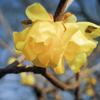 黄色い花。の画像 by otoさん | お出かけ先とマンゲツロウバイとロウバイと黄色い花。