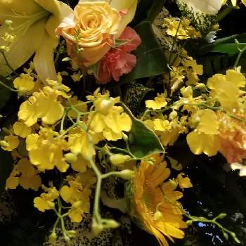 オンシジュウムの花の画像 by はなちゃんさん | お出かけ先と今日のお花と可愛いねと幸せ時間とオンシジュウムの花