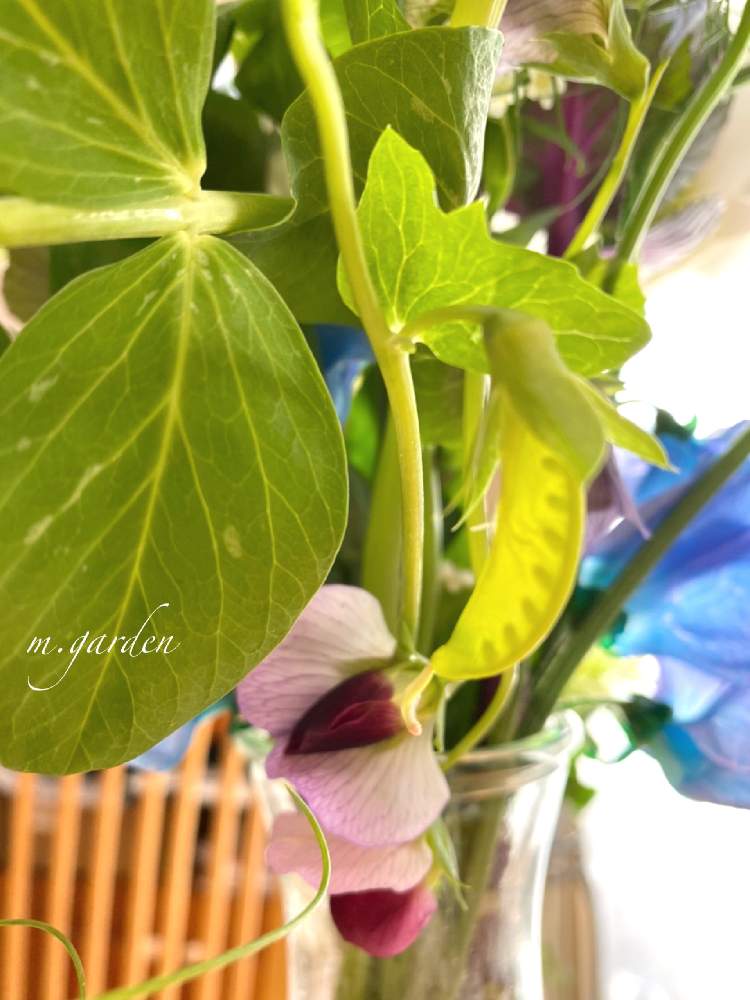 えんどう豆の花の投稿画像 By M Gardenさん 切り花と部屋と切り花 21月1月14日 Greensnap グリーンスナップ Greensnap グリーンスナップ