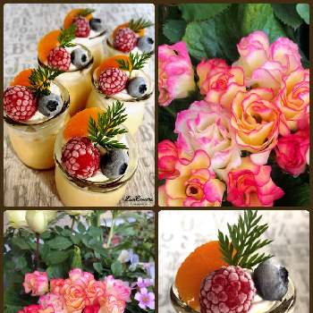 バラ咲きジュリアンプリンアラモードの画像 by morinokoさん | キッチンとバラ咲きジュリアンプリンアラモードと可愛い♪と寄せ植えとプリムラ♡とおうち園芸と楽しい手作り♪と薔薇咲きジュリアン♡とm.sweetsコラボ