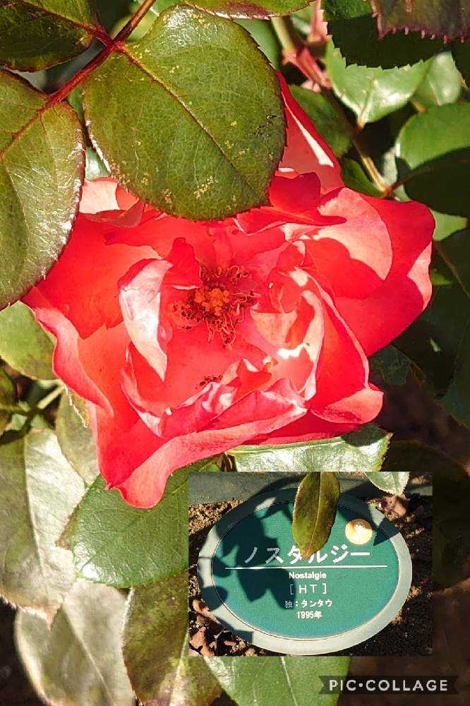 秋の生田緑地ばら苑 10 31 Greensnap グリーンスナップ