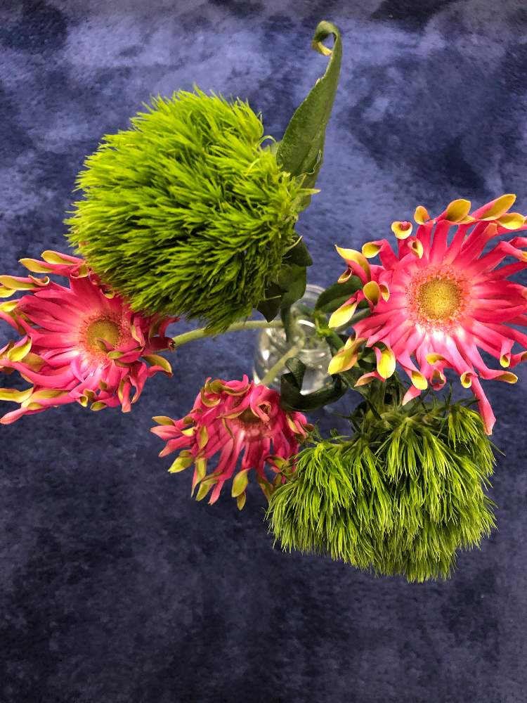 ガーベラの投稿画像 By Khseさん テマリソウと花のある暮らし 21月1月14日 Greensnap グリーンスナップ