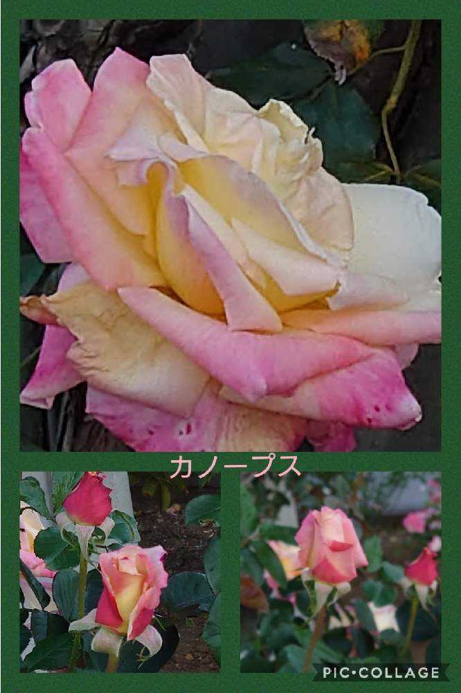 秋の生田緑地ばら苑 10 31 Greensnap グリーンスナップ