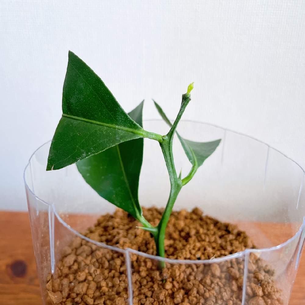 シークワーサーの投稿画像 By Sakeさん ヒラミレモンとペットボトルと家庭菜園と初心者とおうちde菜園と果樹と食べられる植物と挿し木とおうち園芸と挿し穂とガーデニングとgreenと柑橘と新芽 21月1月14日 Greensnap グリーンスナップ