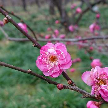 枝の花の画像 by けいにゃんこさん | お出かけ先と新春のはなとピンクの花と梅の花大好きと枝の花と香りのいい花