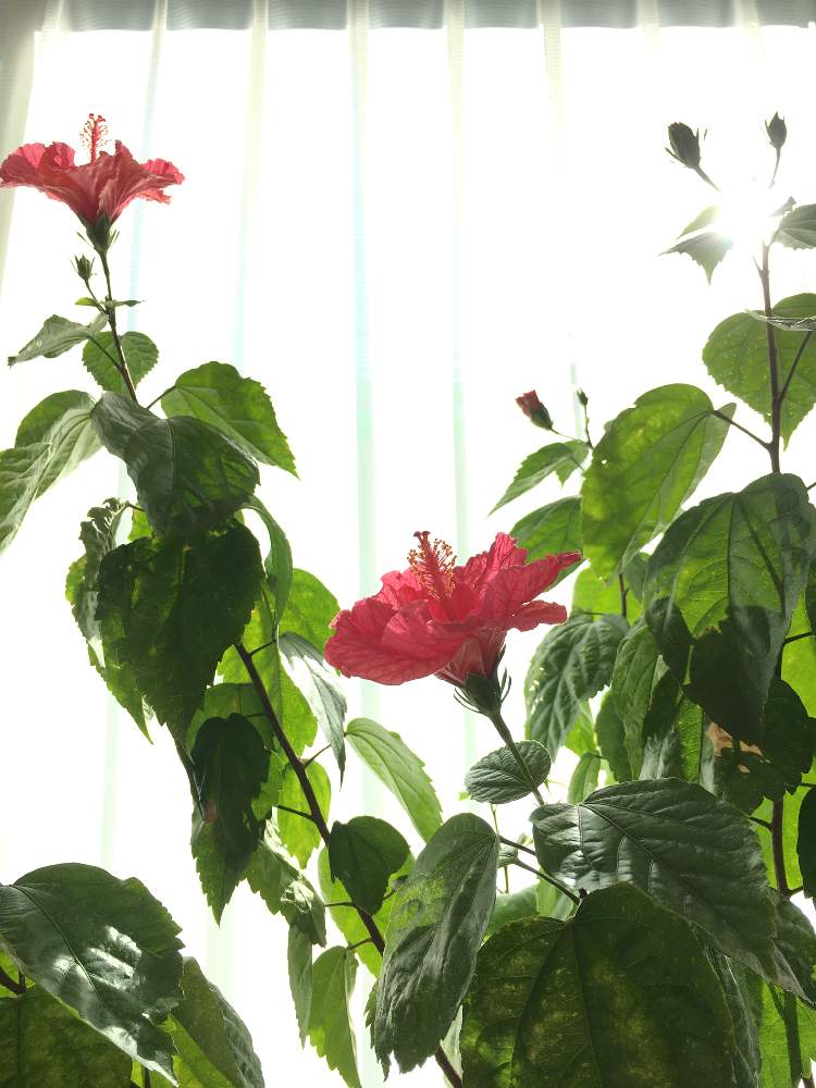 ハイビスカスの投稿画像 By わわさん ピンクの花と大きな花と赤い花と鉢植えと花のある暮らし 21月1月14日 Greensnap グリーンスナップ
