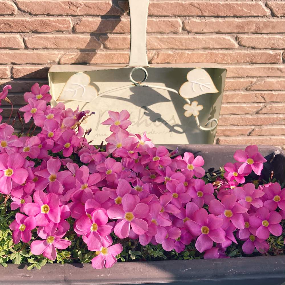オキザリスの投稿画像 By 和さん オキザリス 桃の輝きとピンクの花とオキザリス桃の輝きと満開と 最前線のあなたへと球根と オキザリスと可愛いと春に育てた花21 21月1月14日 Greensnap グリーンスナップ