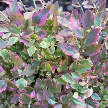 斑入りセリ フラミンゴの投稿画像一覧 Greensnap グリーンスナップ