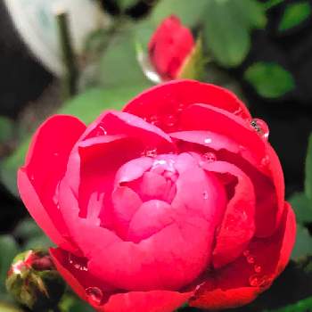 マザーズディの画像 by 花音さん | 小さな庭とバラ、薔薇、ばらとマザーズディと植木鉢と花のある暮らしとおうち園芸