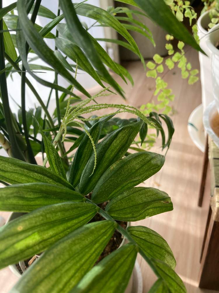 テーブルヤシの投稿画像 By Ginnnanさん 観葉植物 21月1月14日 Greensnap グリーンスナップ