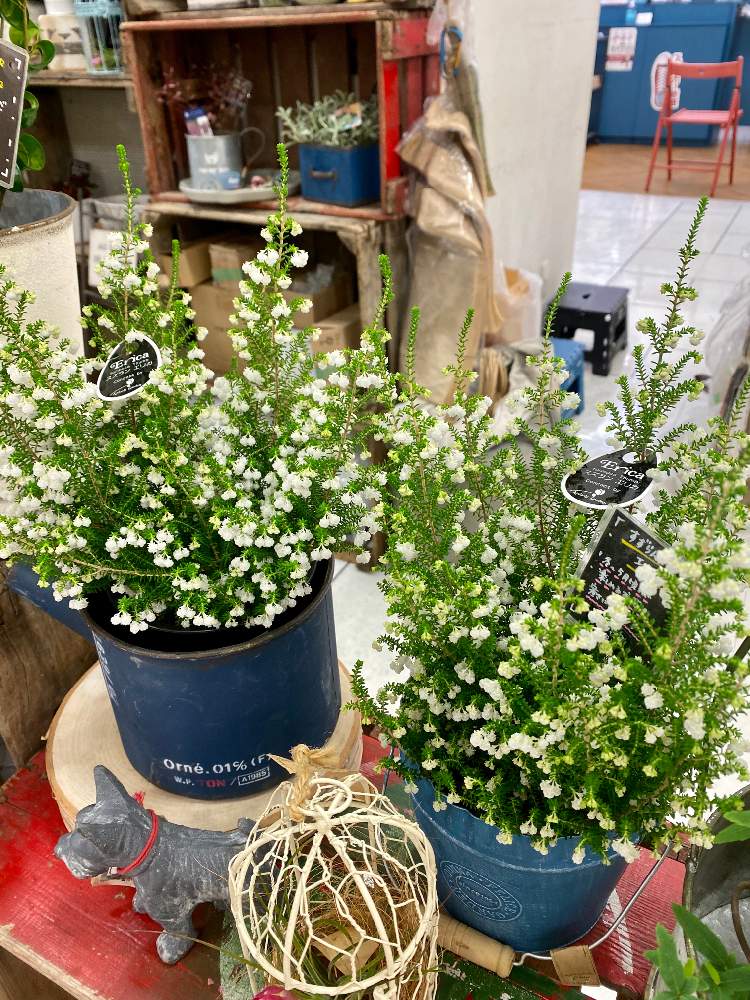 すずらんエリカの投稿画像 By Toujours Jardin Fukitei トゥージュール ジャルダン フウキテイ さん すずらんエリカ と岡山市とガーデン雑貨と福山市とグリーンインテリアとインテリアと植物とナチュラルガーデンと島根県とおうち園芸と岡山と 雑貨とナチュラル