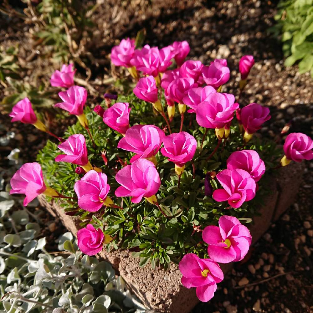 オキザリスの投稿画像 By Hideさん 職場と毎年咲くとピンク色の花とガーデニングと花のある暮らしと咲いた 21月1月14日 Greensnap グリーンスナップ