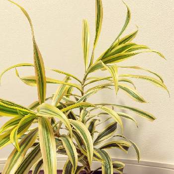 ドラセナ ソングオブインディアの投稿画像一覧 Greensnap グリーンスナップ