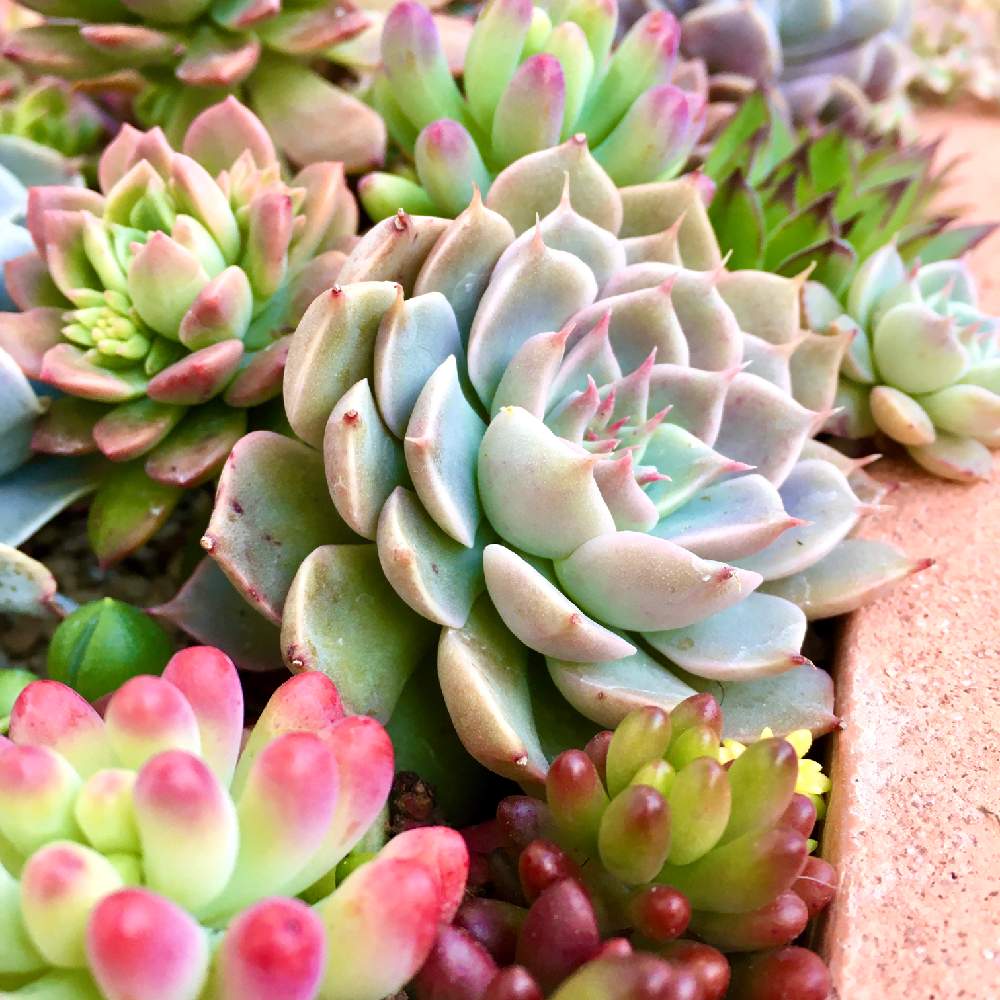 マーガレットレッピンの投稿画像 By R Greenさん マッコスと今日の庭と紅葉する多肉と多肉のある暮らしとエケベリア属とマーガレットレッピン と マッコスとマイアレン 21月1月14日 Greensnap グリーンスナップ