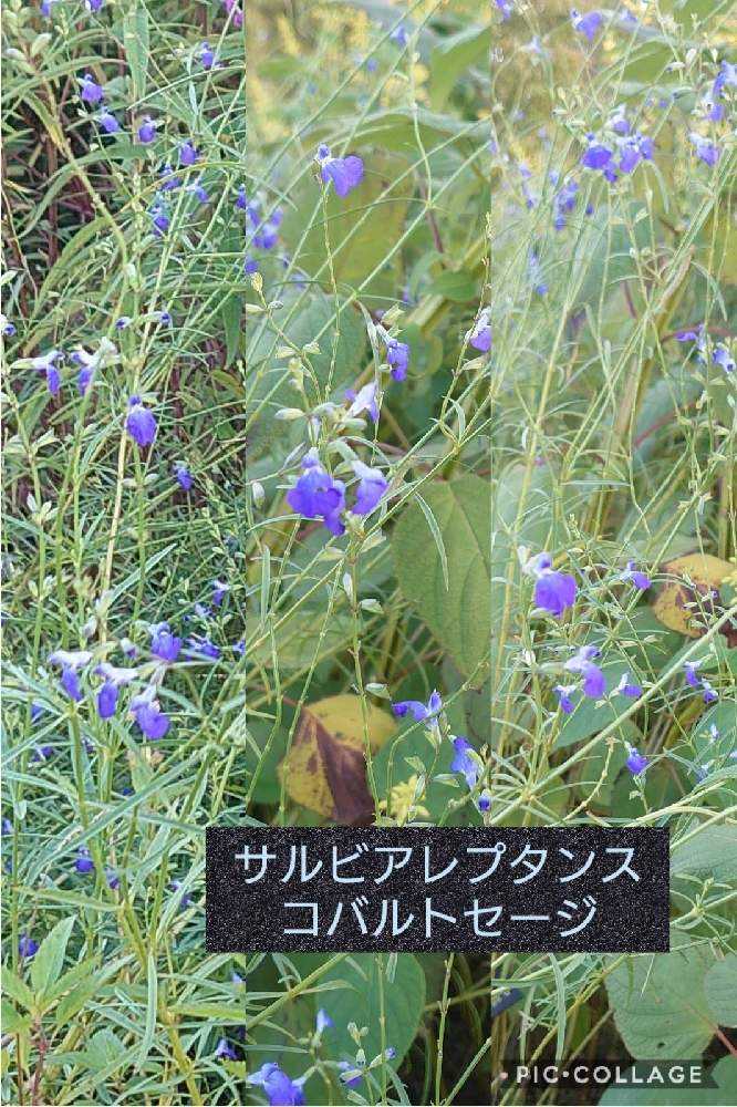 みんなのサルビア図鑑 Greensnap グリーンスナップ