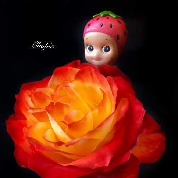 バックブラックの画像 by Chopin(ショパン)さん | インテリアとズッキュ〜ン!!!!とばら バラ 薔薇といつもありがとう♡とソニーエンジェルと美しいと寒いけどキュン♡とオレンジ色とキュンキュン♡とGSコラボと毎月15日はいちごの日と濃いめ投稿と被災地にエールを…。と薔薇♪とかわいいな♡とバラ・ミニバラとⓒⓤⓣⓔ♡といちごの日PR隊とインテリアグリーンとお気に入りのフラワーベースとバックブラック