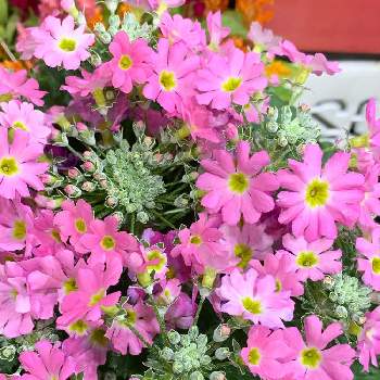 プリムラ・マラコイデス の画像 by ピーモモさん | お出かけ先とプリムラ・マラコイデス と花のある暮らしと沖縄とピンクの花