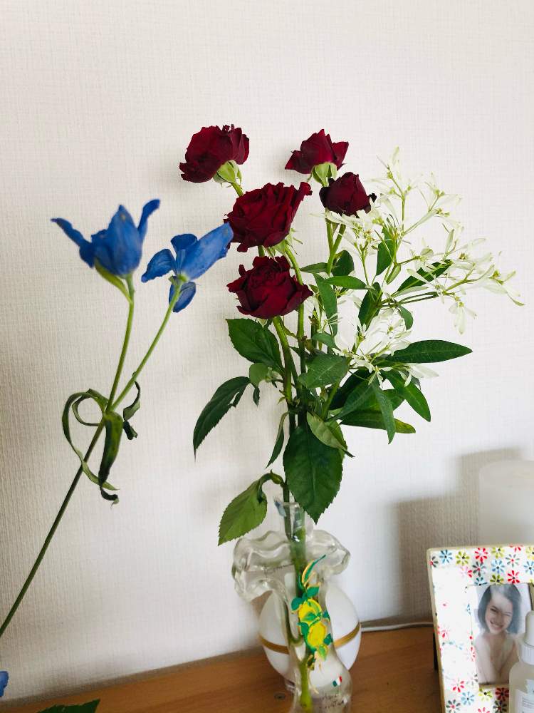 ユーフォルビア 白雪姫の投稿画像 By I Am Iさん 21月1月15日 Greensnap グリーンスナップ