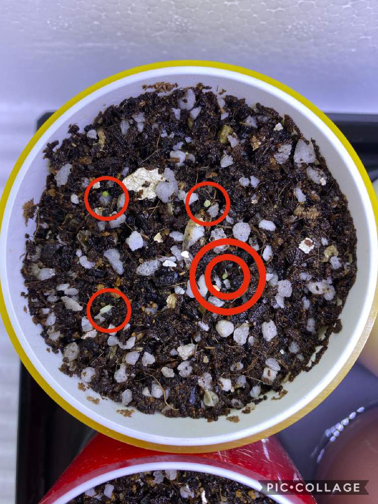 ブルゲリの投稿画像 By ピーチさん 多肉植物と実生と多肉植物超初心者とおうち園芸 21月1月15日 Greensnap グリーンスナップ