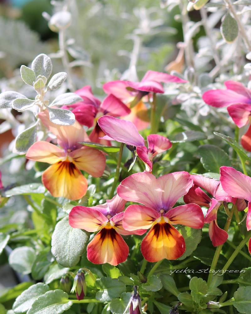 ビオラ ビビ マンゴーアンティークの投稿画像 By Yuka さん 21月1月15日 Greensnap グリーンスナップ