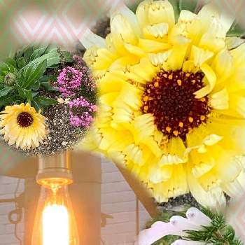 花と灯りの画像 by ハナコさん | お出かけ先と黄色いお花と白いお花と花と灯り