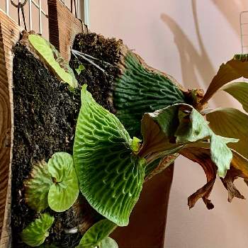 クリプトモスの投稿画像一覧 Greensnap グリーンスナップ