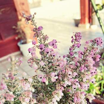 ヒースの投稿画像一覧 Greensnap グリーンスナップ