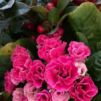 プレミアムジュリアン いちごのミルフィーユの画像 by ぽぽさん | 部屋とチェッカーベリーとプレミアムジュリアン いちごのミルフィーユとやっぱりフリフリが好き！とやっぱりバラ咲きとおうち園芸とやっぱりピンクが好きと花のある暮らしとうどん県人会