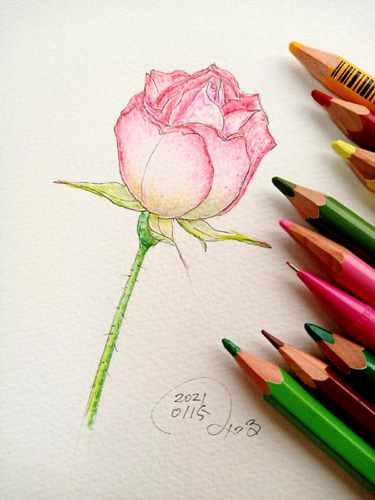 赤い花の投稿画像 By 光さん デッサン 21月1月15日 Greensnap グリーンスナップ
