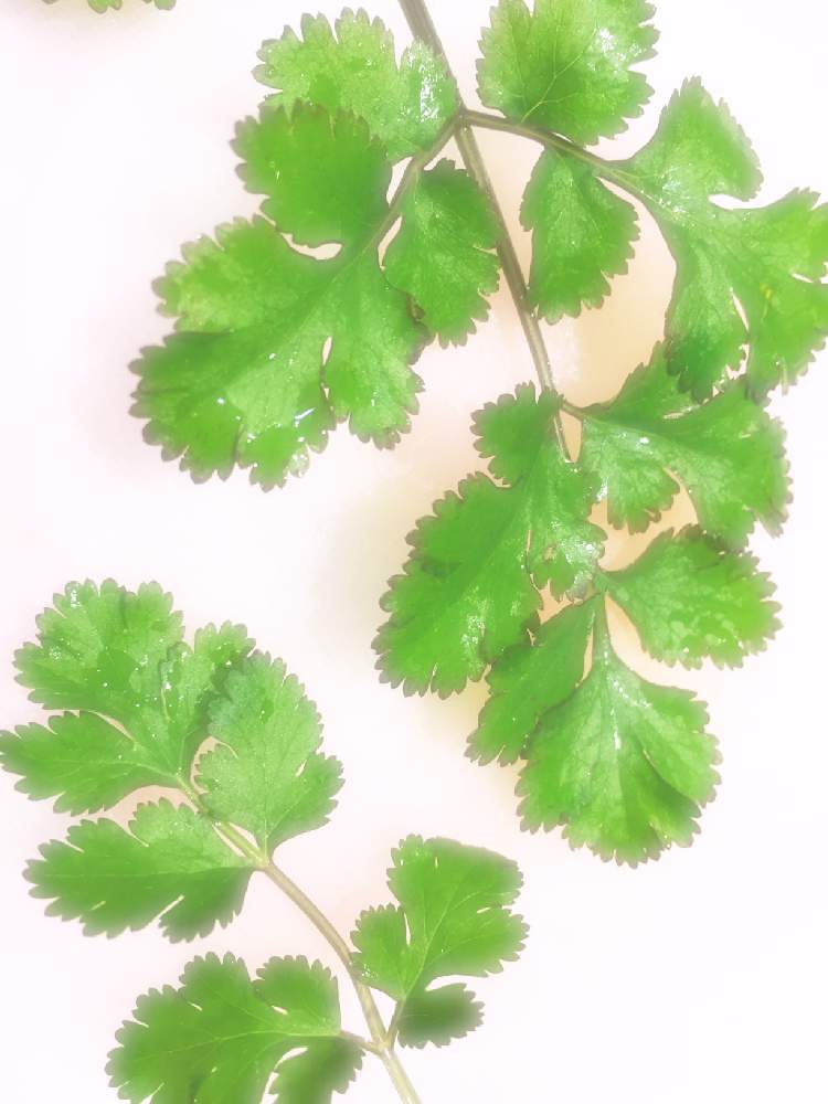 パクチーの投稿画像 By こずちさん 自家製野菜とこどもと暮らすとおうちde菜園 21月1月15日 Greensnap グリーンスナップ