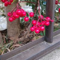 マンリョウの画像