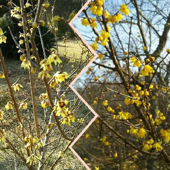 近江富士花録園の画像 by キンちゃんさん | お出かけ先と良い香りと近江富士花録園とそしんろうばいの花と今日は黄砂が凄かったわ