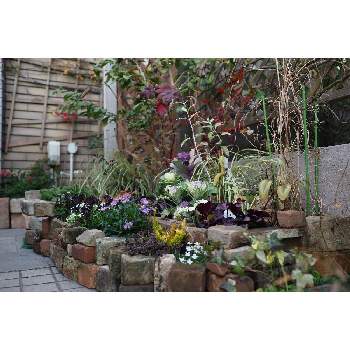 一月の庭の画像 by 我楽多さん | 小さな庭といつもの箱庭（メインの花壇）とOM-D E-M1ⅡとOLY 17mm F1.2と一月の庭