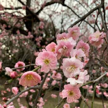 駒沢公園の画像 by 六花さん | お出かけ先と小さなお花と癒しと駒沢公園とお散歩とピンク系のお花