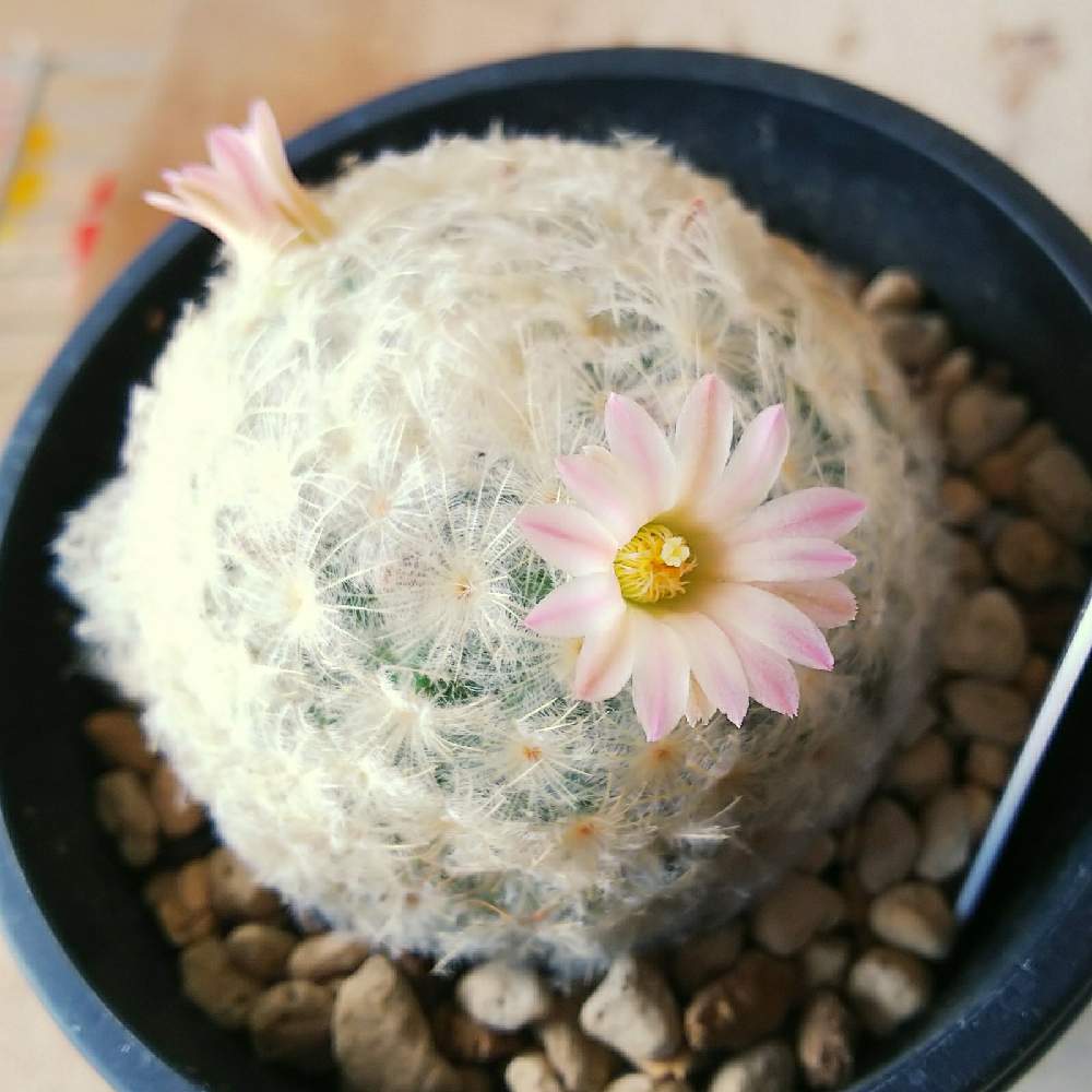 白星の投稿画像 By ほわほわさん ふわふわとサボテン科とサボテン とサボテン好きとマミラリア属とさぼてんとサボテンの花 21月1月16日 Greensnap グリーンスナップ