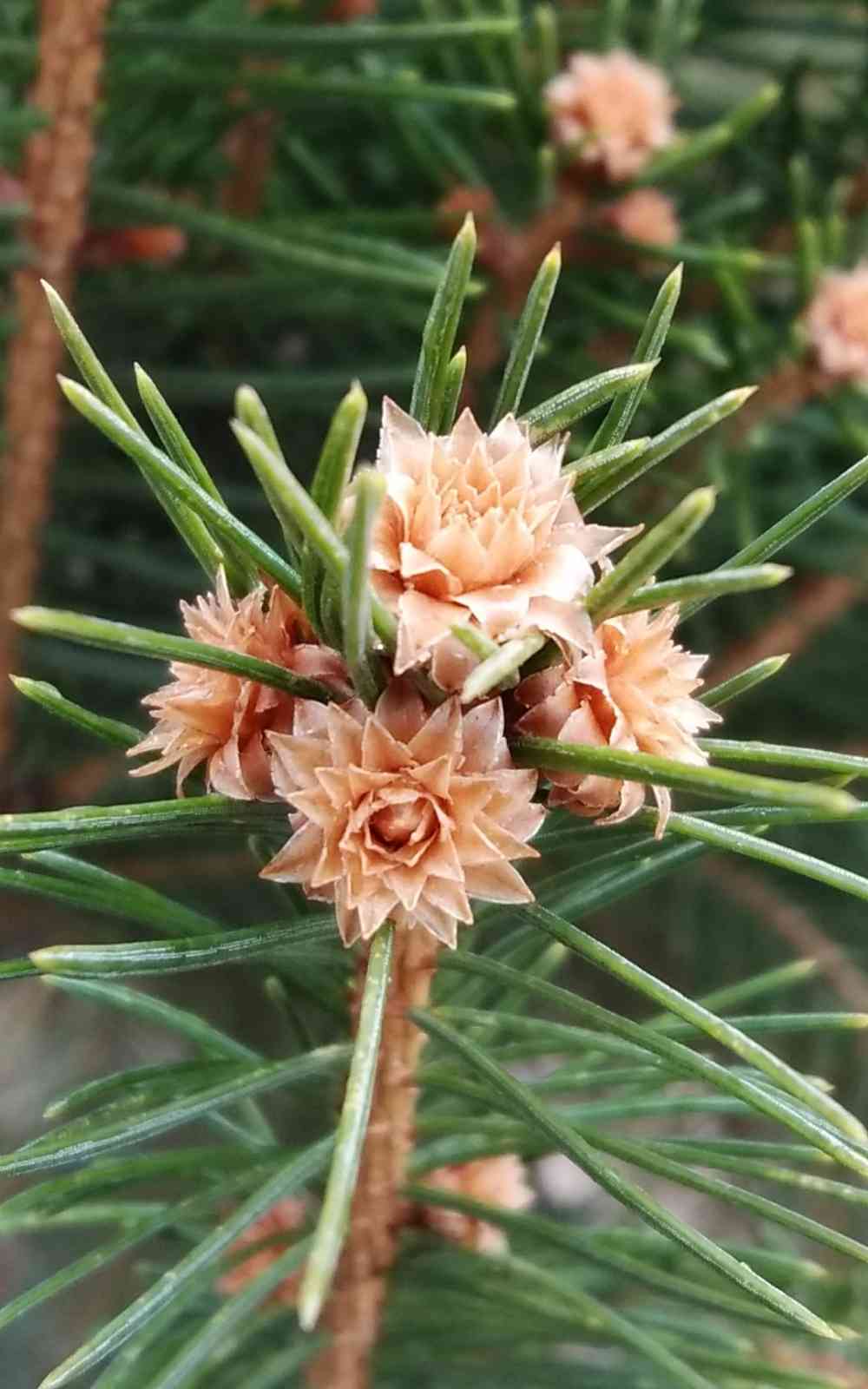 ドライネイティブとフレッシュグリーンのスワッグ