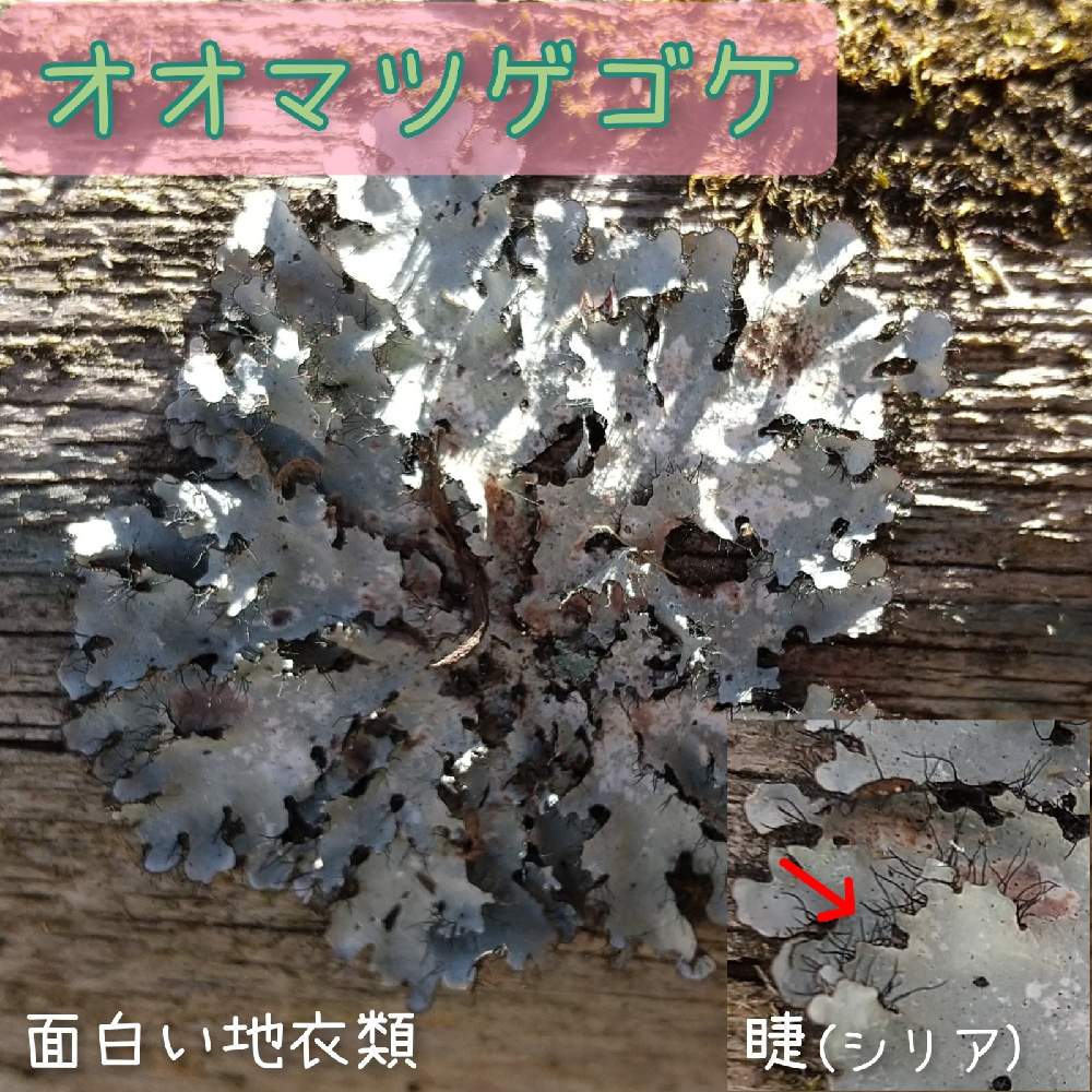 オオマツゲゴケの投稿画像 By まっしゅるームさん 低クオリティーになったおと 地衣類と美しい と ー ｶﾜｲｲとこりゃ凄いとかっこいい D 21月1月16日 Greensnap グリーンスナップ