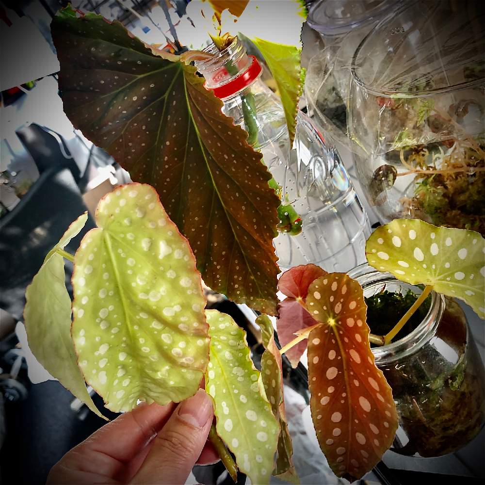 ベゴニアの投稿画像 By くりあさん ベゴニア マクラータ 21月1月16日 Greensnap グリーンスナップ