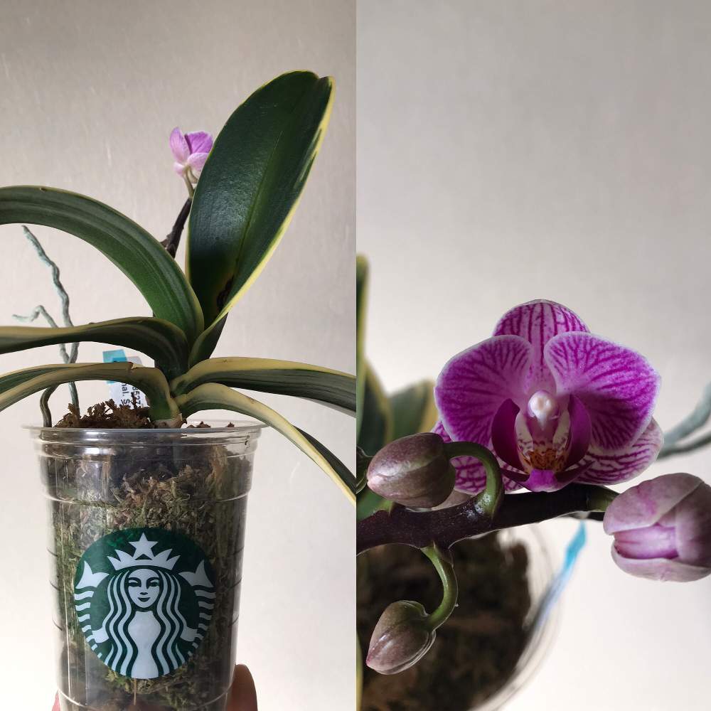 Phal Sogo Vivien Golden Leavesの投稿画像 By さちこさん コチョウランと胡蝶蘭と着生植物と洋蘭と着生ランとラン 科とファレノプシス属と着生蘭と洋ラン 21月1月16日 Greensnap グリーンスナップ